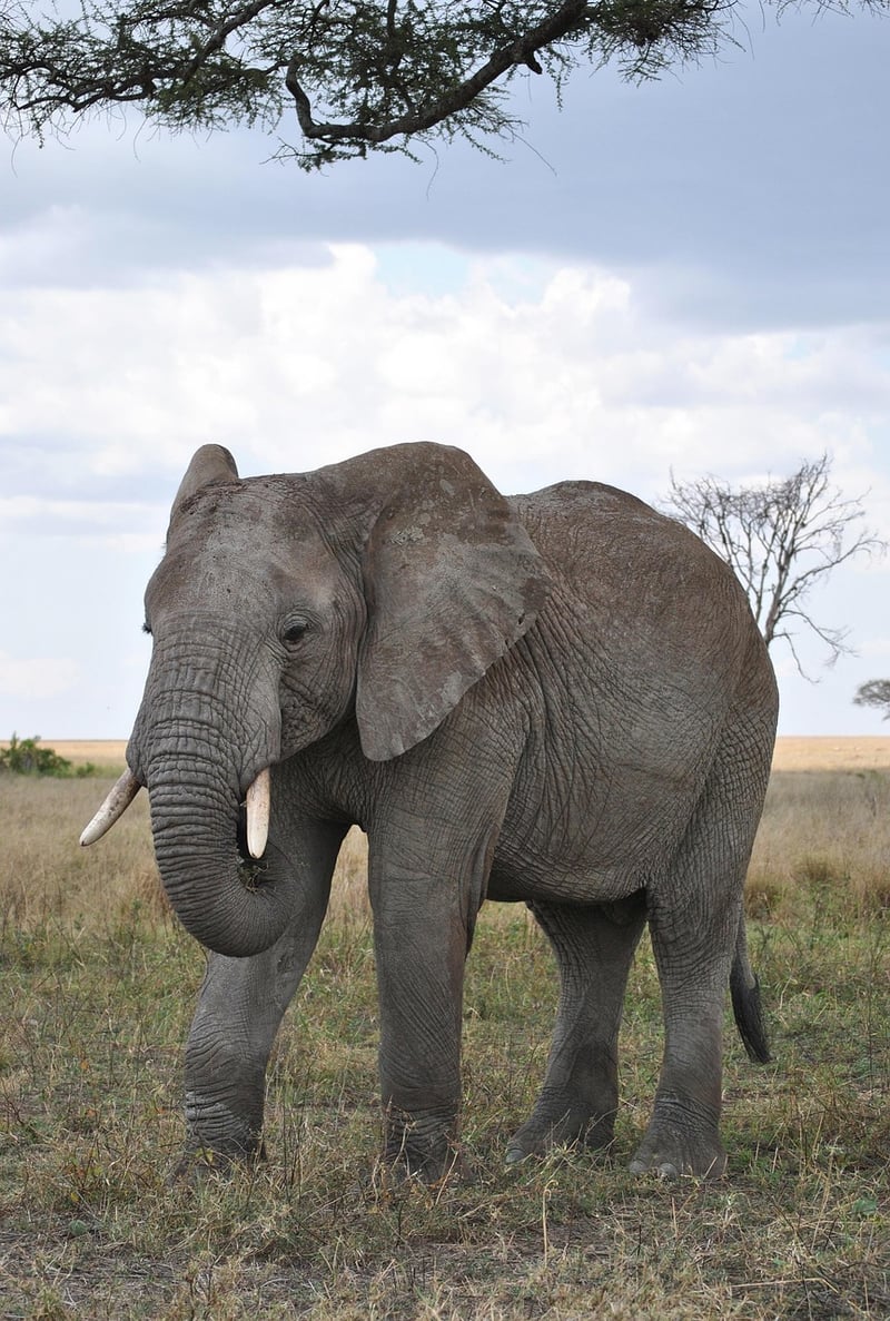 Serengeti, Tanzania